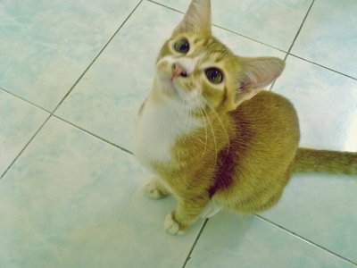 Mikki, Rain &amp; Gegirl - Domestic Short Hair Cat