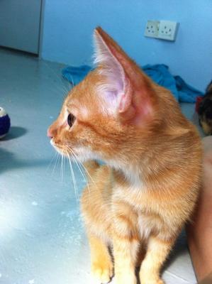 Bruno - Domestic Short Hair Cat