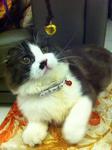 Bo Bo - Scottish Fold + Persian Cat