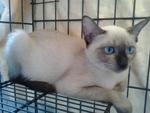 Lily (Formerly Known As Bunmii) - Siamese Cat