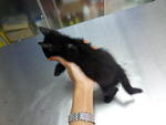 Cutie Blacky - Domestic Short Hair Cat