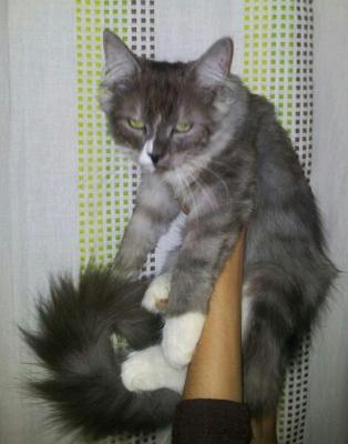 Tommy Jr - Norwegian Forest Cat + Domestic Long Hair Cat