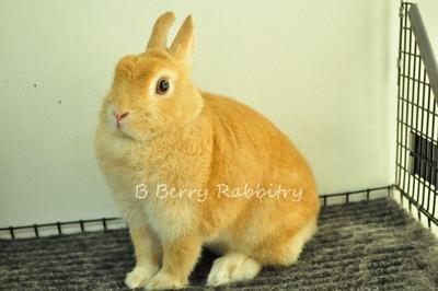 Netherland Dwarf - Orange 5 - Netherland Dwarf Rabbit