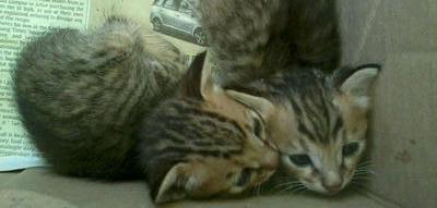 2 Beautiful Kittens - Domestic Short Hair Cat