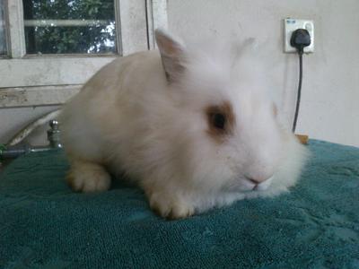 Vivi - Lionhead Rabbit