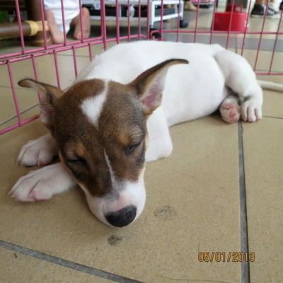 Boldy The Jack Russell Mix ♥ - Mixed Breed Dog