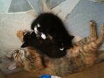 Peaches(Mom) Boomer&amp;bumper(Kittens) - Domestic Medium Hair + Domestic Short Hair Cat