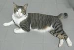 Hakuna - Tabby + Domestic Short Hair Cat