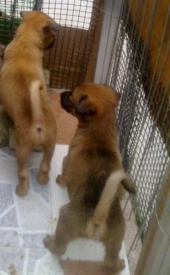 Golden &amp; Fortune - Mixed Breed Dog