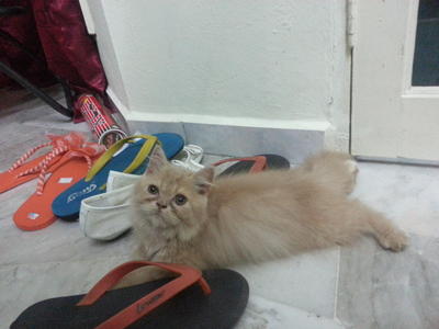 Kitten A - Persian + British Shorthair Cat