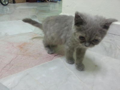Kitten C - Persian + British Shorthair Cat