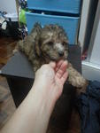Brown Tiny Toy Poodle Rm500 * - Poodle Dog