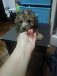 Brown Tiny Toy Poodle Rm500 * - Poodle Dog