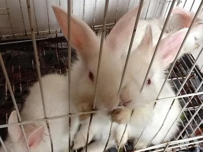 Milo, Shiro, Exy, Filly - Netherland Dwarf Rabbit
