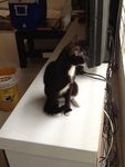 Black - Domestic Short Hair Cat