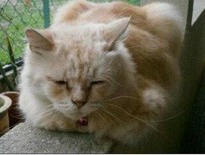 Babushi - Persian + American Shorthair Cat