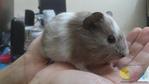 Davin - Guinea Pig Small & Furry