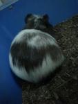 Davin - Guinea Pig Small & Furry