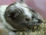 Davin - Guinea Pig Small & Furry