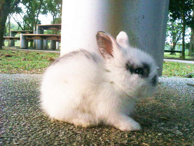 Cutie &amp; Mo Mo - Angora Rabbit + Lionhead Rabbit