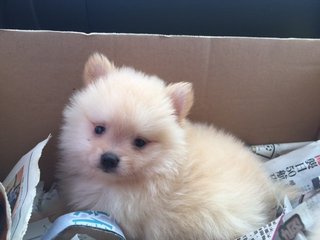 Cream Pomeranian Imported Lineage - Pomeranian Dog