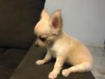 2 Long Coat Chihuahua(S) For Sale - Chihuahua Dog