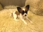 2 Long Coat Chihuahua(S) For Sale - Chihuahua Dog