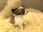 2 Long Coat Chihuahua(S) For Sale - Chihuahua Dog