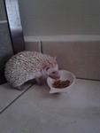 Pokey - Hedgehog Small & Furry