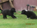 tug of war with brother