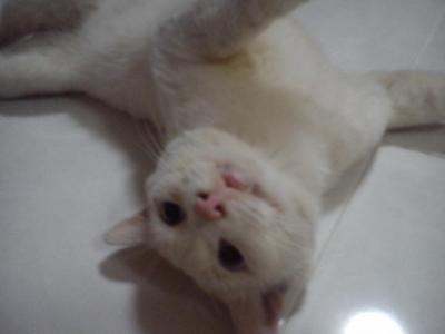 Snowy - Siamese Cat