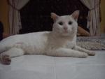 Snowy - Siamese Cat