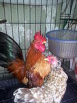 Ayam Halus - Chicken Bird