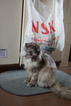 Kira - Persian + Domestic Medium Hair Cat