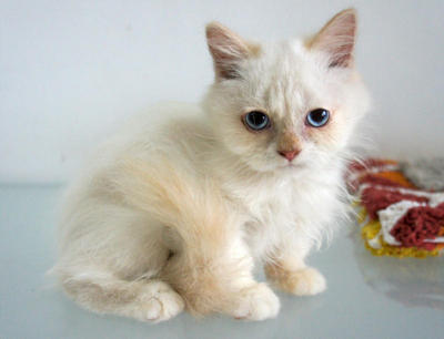 Mix Persian Kitten - Persian + Domestic Long Hair Cat