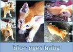 *blue Eyes - Baby* - Domestic Medium Hair Cat