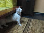 Naddy - Persian + Domestic Medium Hair Cat