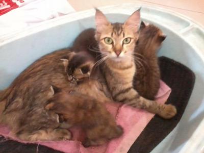 Bulat And 3 Kittens - Domestic Medium Hair Cat