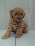 Red Toy Poodle For Sale - Poodle Dog