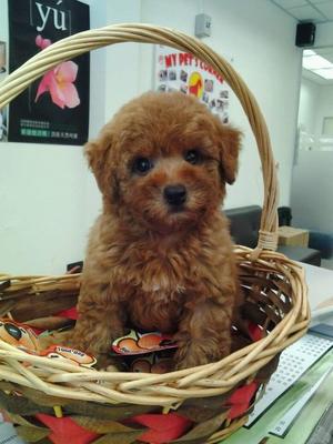 Red Toy Poodle For Sale - Poodle Dog