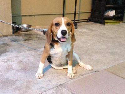 Jojo - Beagle Dog