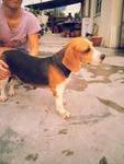 PF40243 - Beagle Dog
