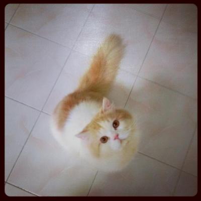 Frodo - Persian Cat