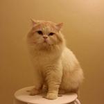 Frodo - Persian Cat