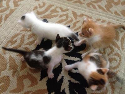 Cute Kittens! - Domestic Short Hair Cat