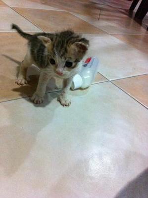 Little Hugo - Domestic Short Hair Cat