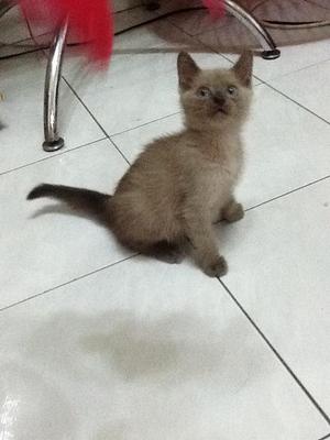 Chiko - Domestic Short Hair Cat