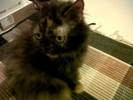 Bailey - Persian Cat