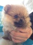 Cute Pomeranian For Sale   - Pomeranian Dog
