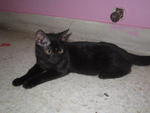 Lala &amp; Baby - Domestic Medium Hair Cat